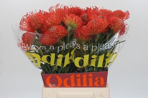 Leucospermum cordifolium 'Succession'