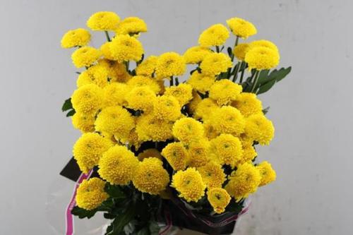 Chrysanthemum Indicum Grp tros Limoncello