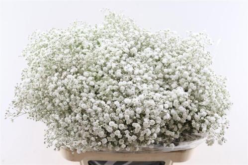 Gypsophila paniculata Xlence