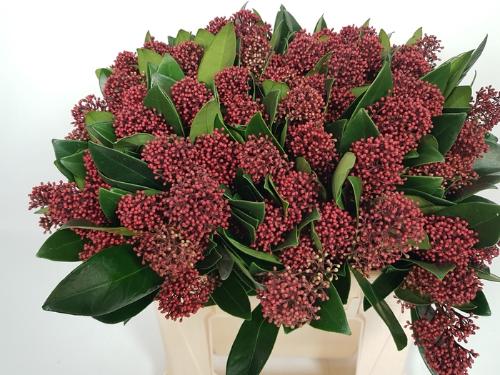 Skimmia per bos japonica 'Rubella'