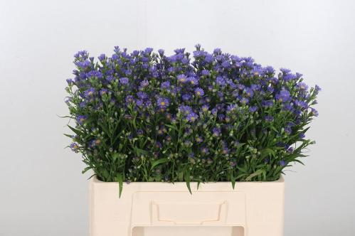 Aster Novi-belgii Grp Casamare