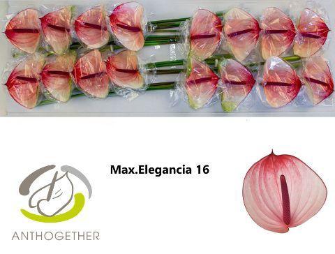 Anthurium Andreanum Grp Maxima Elegancia