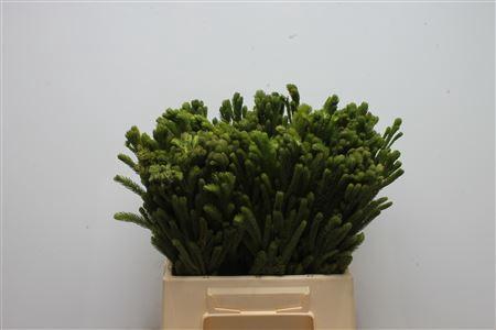 Brunia albiflora