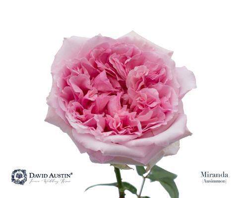Rosa grootbloemig Miranda
