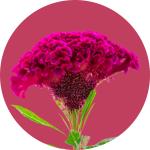 Celosia
