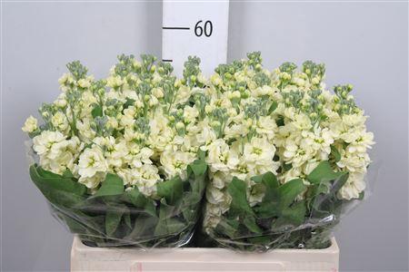 Matthiola incana 'Mathilda Yellow'