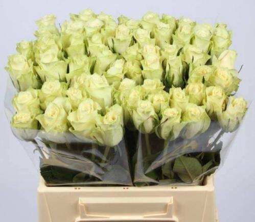 Rosa grootbloemig Athena