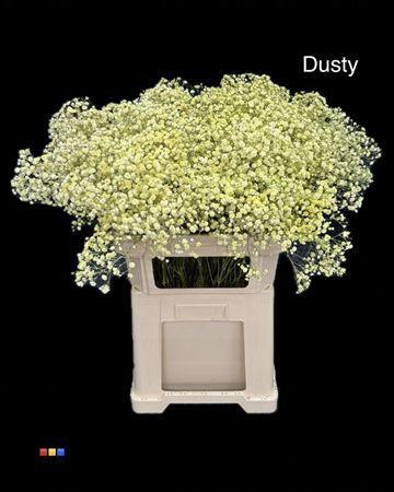 Gypsophila overig kleurbehandeld H%