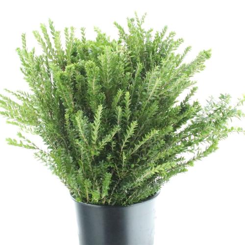 Myrtus communis per bos