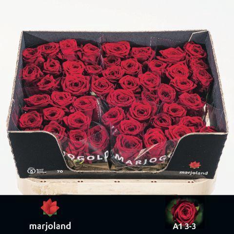 Rosa grootbloemig Red Naomi!