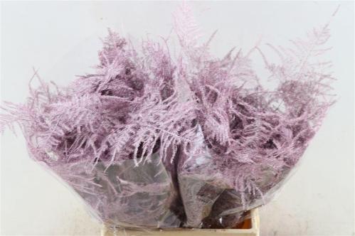 Asparagus overig kleurbehandeld H%