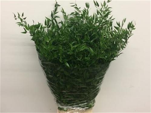 Ruscus aculeatus per bos