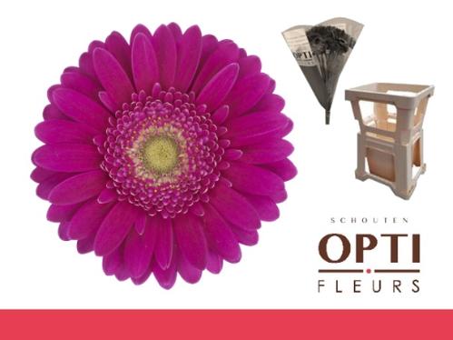 Gerbera mini 'Airplay'