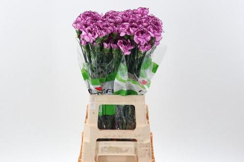 Dianthus standaard 'Royal Damascus'