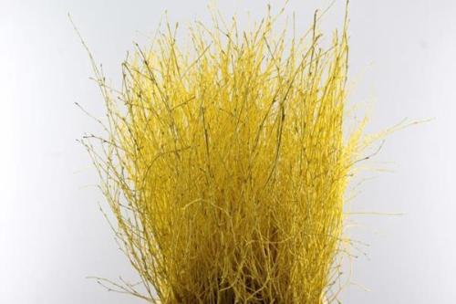 Betula kleurbehandeld H%