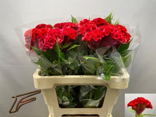Celosia argentea (Cristata Grp) Smashing