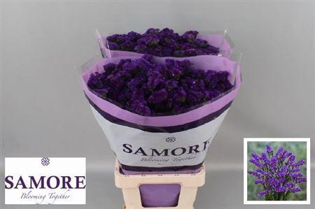 Limonium sinuatum Navy Sun Birds