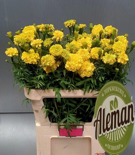 Tagetes Erecta Grp Promise Yellow