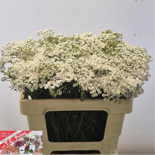 Achillea millefolium 'White Beauty'