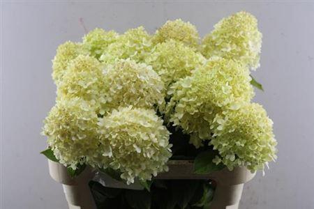 Hydrangea paniculata 'Limelight'