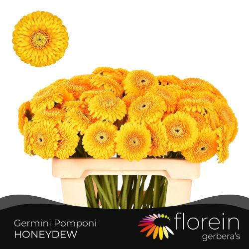 Gerbera mini bolvormig Pomponi Honeydew
