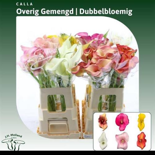 Zantedeschia gemengd in fust