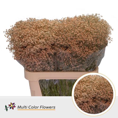 Gypsophila overig kleurbehandeld H%