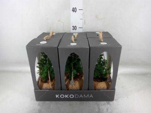 Chamaecyparis thyoides 'Top Point'