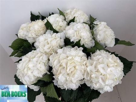 Hydrangea macrophylla 'Schneeball'