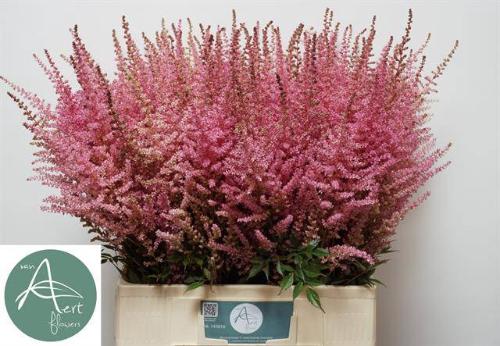 Astilbe chinensis 'Romanze'
