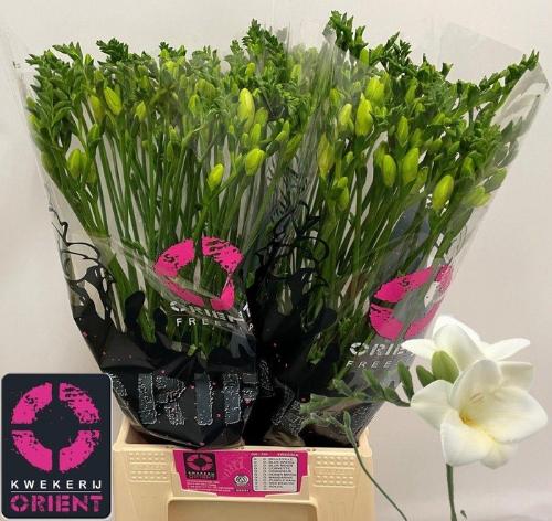 Freesia enkelbloemig 'Ambiance'