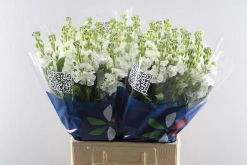 Matthiola incana 'Iron White'