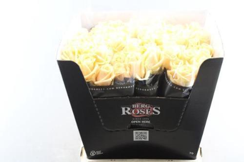 Rosa grootbloemig Avalanche Peach+