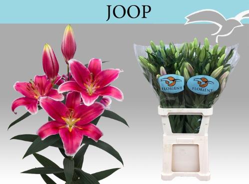 Lilium Oriental Grp 'Joop'