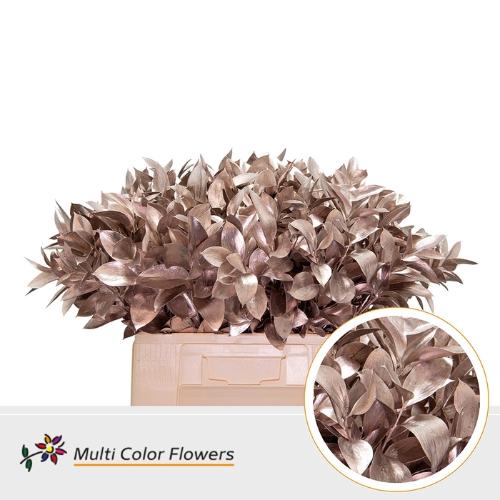Ruscus kleurbehandeld H%