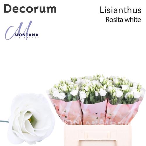 Eustoma russellianum gevuldbloemig 'Rosita White'