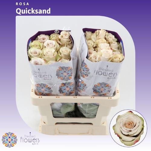 Rosa grootbloemig Quicksand