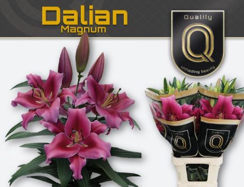 Lilium Oriental x Trumpet Grp 'Dalian'