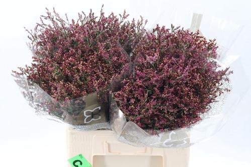 Limonium sinensis Scarlet Diamond
