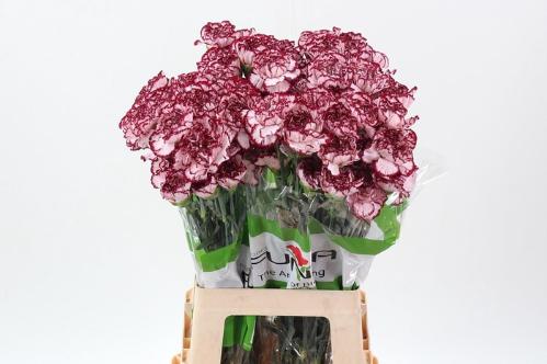 Dianthus standaard overig