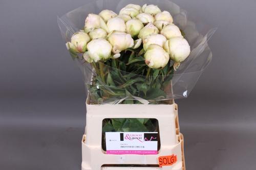 Paeonia Lactiflora Grp 'Brother Chuck'
