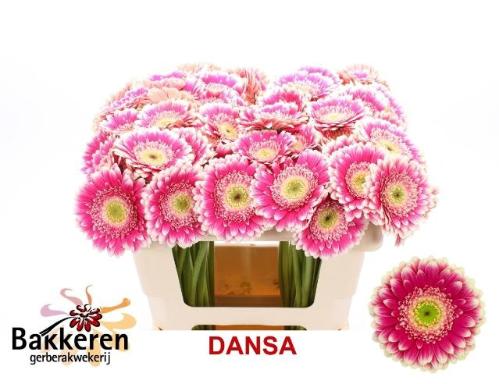 Gerbera mini Dansa