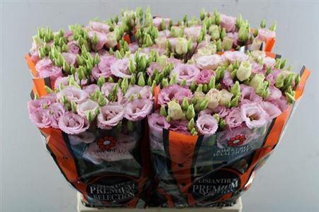Eustoma russellianum gevuldbloemig Lisanne Light Pink
