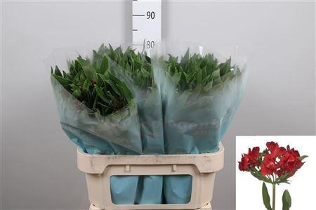 Alstroemeria Rockstar