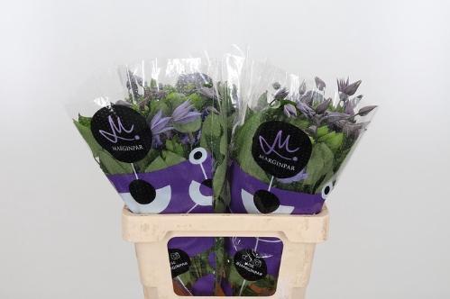 Clematis Amazing Sofia