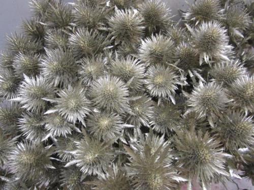 Eryngium planum kleurbehandeld H%