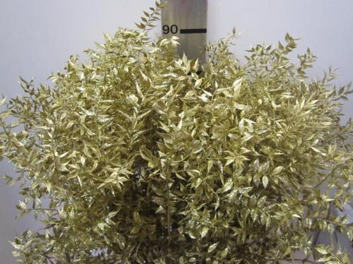Ruscus kleurbehandeld H%