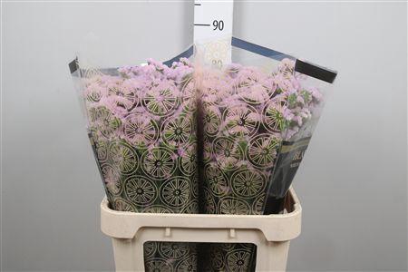 Limonium sinuatum Sunday Pink