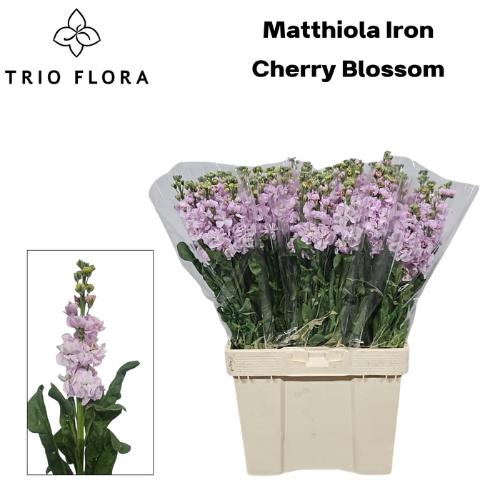 Matthiola incana 'Iron Cherry Blossom'