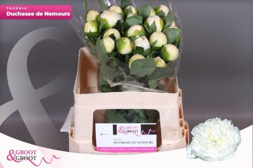 Paeonia Lactiflora Grp 'Duchesse de Nemours'